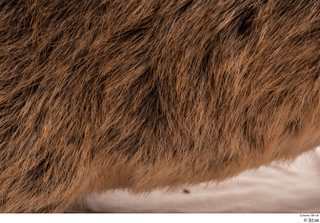 Nutria back fur 0005.jpg